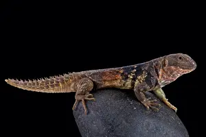 Yucatan: Yucat gn spiny-tailed iguana (Ctenosaura defensor)
