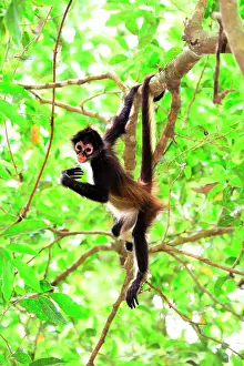 Geoffroyi: Yucat&, x1ba0;Spider Monkey (Ateles geoffroyi yucatanensis)