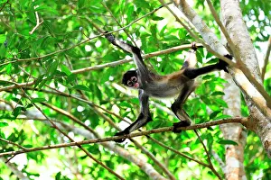 Geoffroyi: Yucat&, x1ba0;Spider Monkey (Ateles geoffroyi yucatanensis)