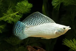 Yucatan: Yucatan Molly