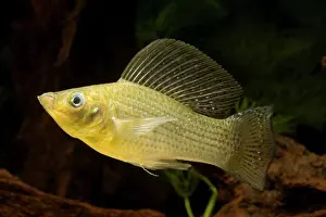 Yucatan: Yucatan Molly