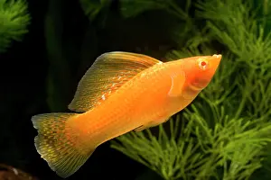 Yucatan: Yucatan Molly