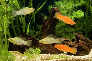 Shoaling: Yucatan Molly