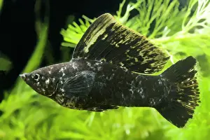 Yucatan: Yucatan Molly