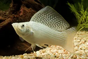 Yucatan: Yucatan Molly - male