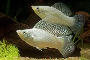 Yucatan: Yucatan Molly - pair