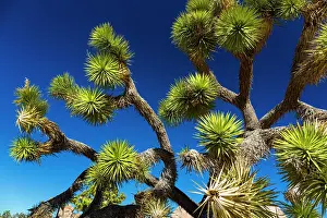 Joshua: Yucca brevifolia, the Joshua tree, Joshua Tree National