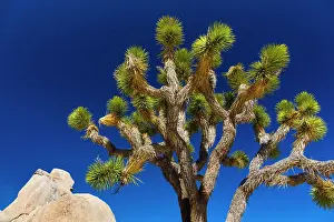 Joshua: Yucca brevifolia, the Joshua tree, Joshua Tree National