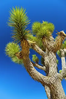 Joshua: Yucca brevifolia, the Joshua tree, Joshua Tree National