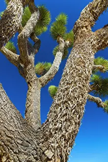 Joshua: Yucca brevifolia, the Joshua tree, Joshua Tree National