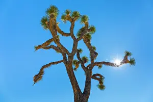 Joshua: Yucca brevifolia, the Joshua tree, Joshua Tree National