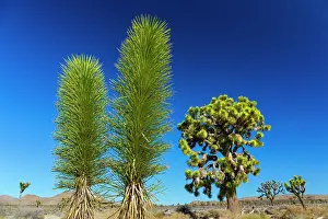 Joshua: Yucca brevifolia, the Joshua tree, Joshua Tree National