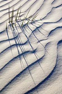 Yuccas: Yucca - buried with only the tips of the yucca's