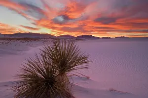 Gypsum: Yucca and dune - soaptree and white gypsum dune at sunset