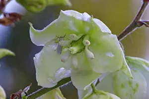 Yucca: Yucca flower with Yucca Moth