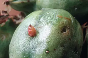 Mojave: Yucca Moth Larva