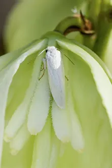 Yucca: Yucca Moth (Tegeticula yuccasella)