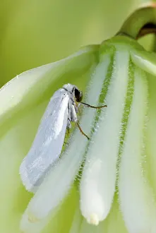 Yucca: Yucca Moth (Tegeticula yuccasella)
