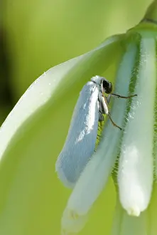 Yucca: Yucca Moth (Tegeticula yuccasella)