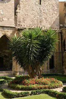Yuccas: Yucca - NarbonneIs cathedral
