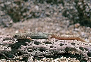 Yucca: Yucca Night Lizard (Xantusia vigilis)