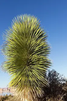 Yuccas: Yucca Plant