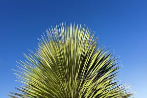 Yuccas: Yucca Plant