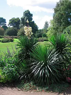 Yuccas: Yucca x muelleri aloifolia x constricta - In garden