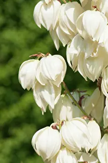 Yucca: Yucca, Yucca aloifolia Vittorio Emanuele II, Close