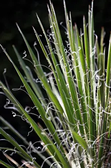 Spirals: Yucca