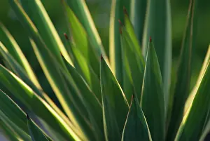 Yucca: Yucca
