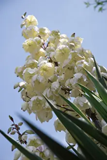 Yucca: Yucca