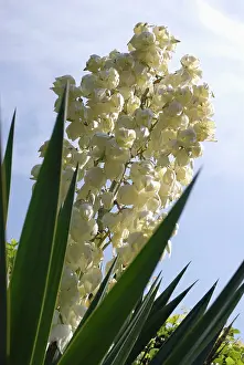 Yucca: Yucca