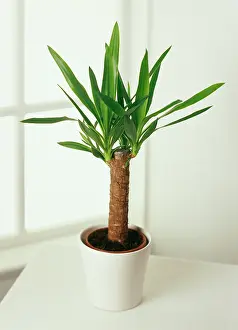 Resistant: Yucca