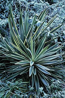 Yucca: Yucca