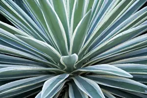 Yucca: Yucca