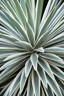 Yucca: Yucca