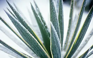 Persistence: Yucca