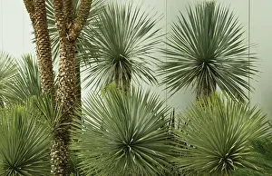 Rostrata: Yucca