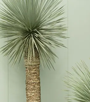 Rostrata: Yucca