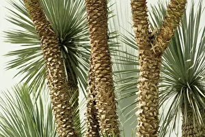 Rostrata: Yucca