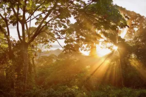 Yungas: Yungas Rainforest - sunset in tropical mountain