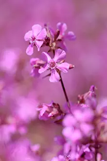 Catchfly: Yunnan catchfly, Lychnis yunnanensis, Pink subject