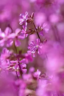 Catchfly: Yunnan catchfly, Lychnis yunnanensis, Pink subject