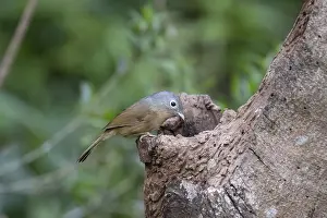 Puddle: Yunnan Fulvetta (Alcippe fratercula) on a trunk