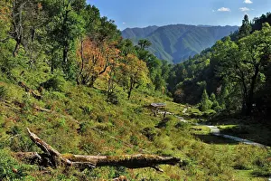 Rhinopithecus: Yunnan Province
