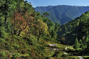 Rhinopithecus: Yunnan Province