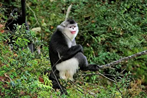 Rhinopithecus: Yunnan Snub-nosed Monkey / Black Snub-nosed Monkey