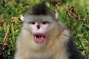 Rhinopithecus: Yunnan Snub-nosed Monkey / Black Snub-nosed Monkey