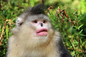 Rhinopithecus: Yunnan Snub-nosed Monkey / Black Snub-nosed Monkey